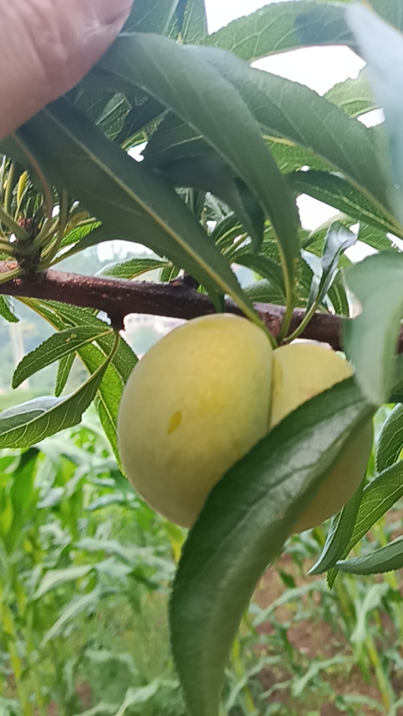 蜂糖李45-50果