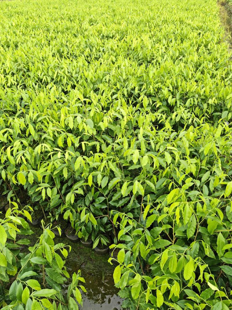 沉香树苗株高一米