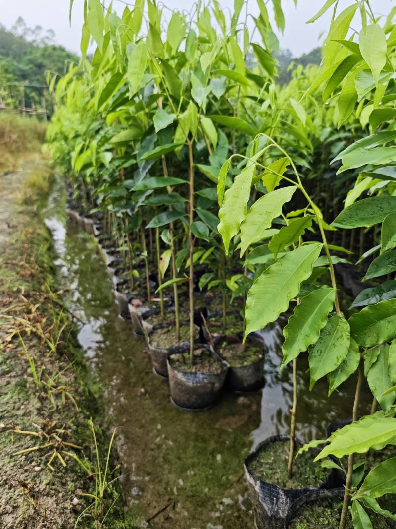 沉香树苗株高一米