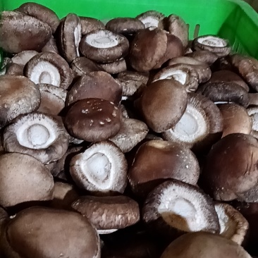 鲜香菇剪根香菇圆，3-6公分
