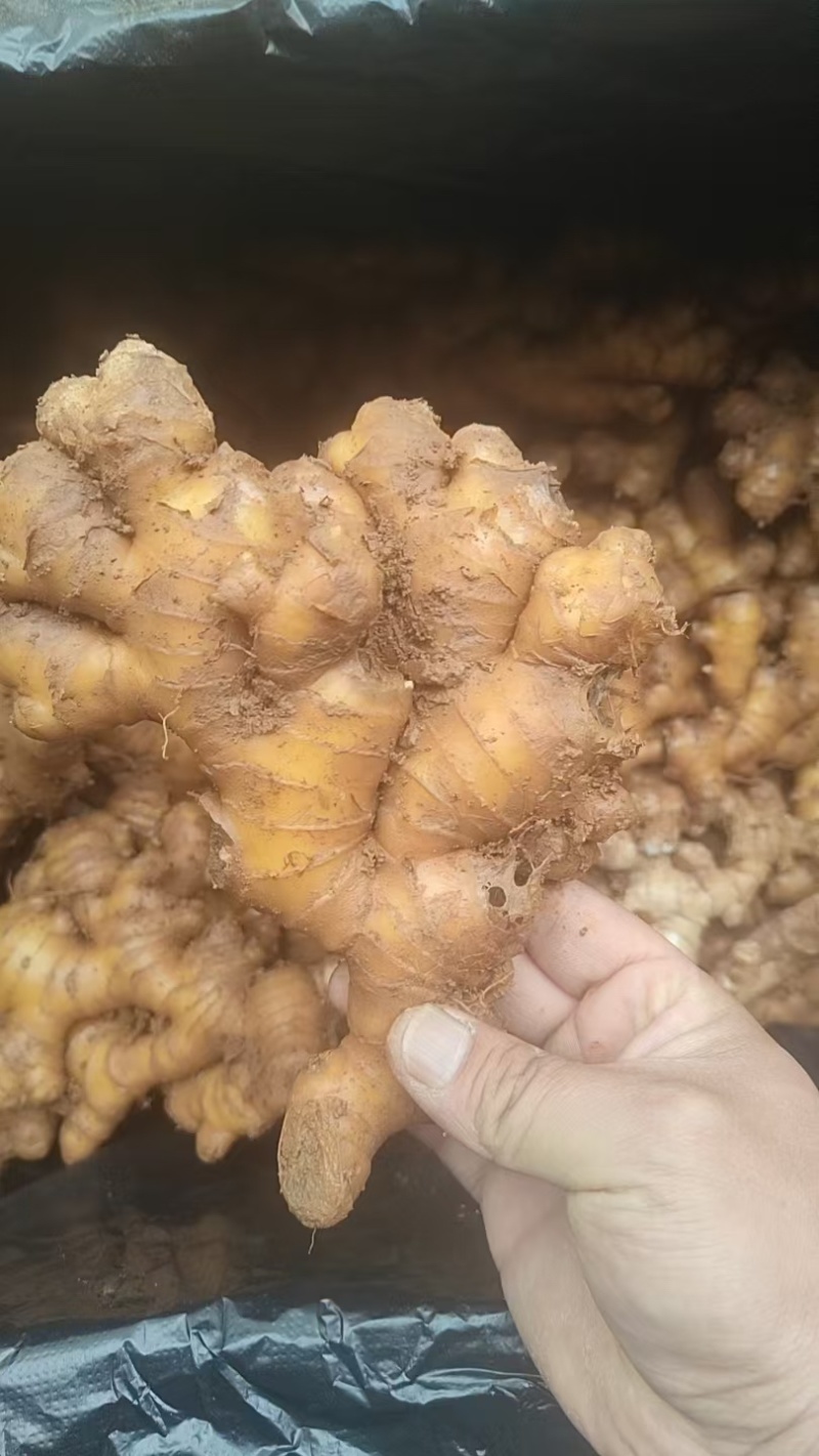 小黄姜云南小黄姜鲜姜，无仔姜，不做仔姜，可做水洗姜、水洗