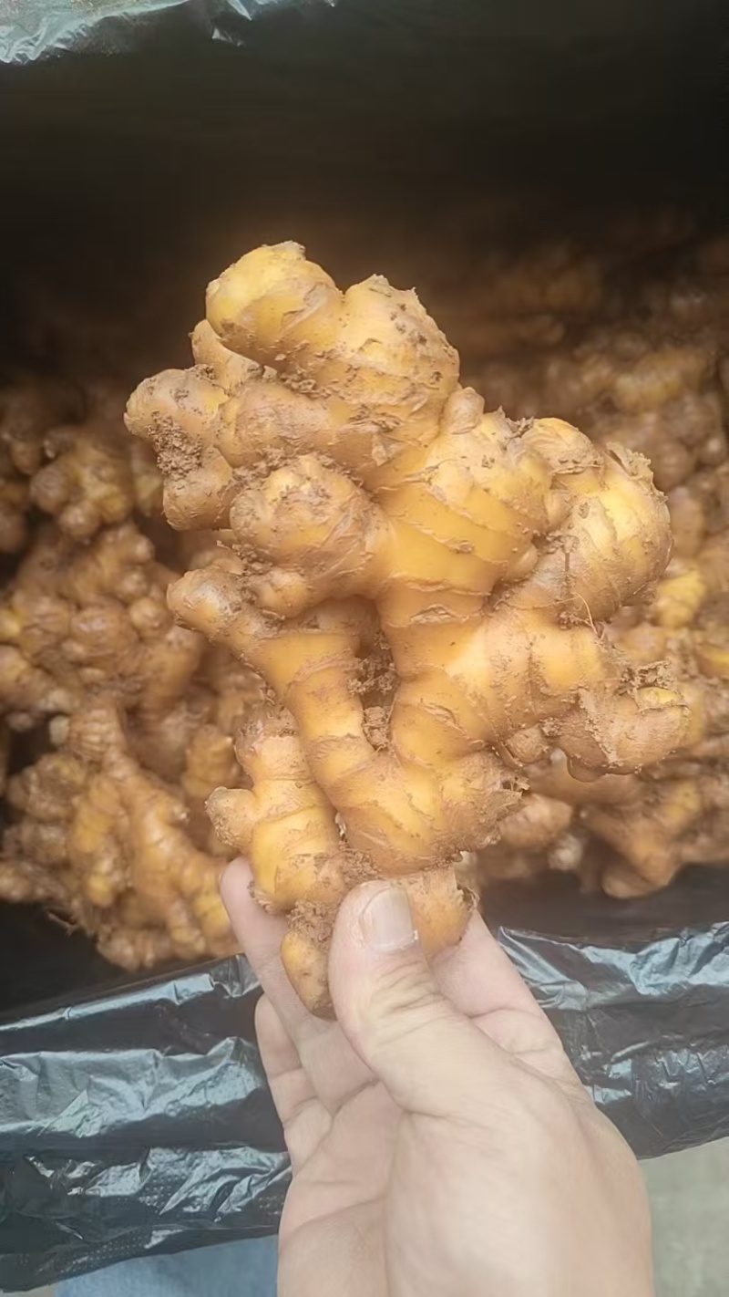 小黄姜云南小黄姜鲜姜，无仔姜，不做仔姜，可做水洗姜、水洗