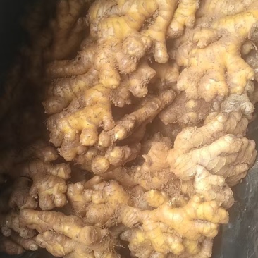 小黄姜云南小黄姜鲜姜，无仔姜，不做仔姜，可做水洗姜、水洗
