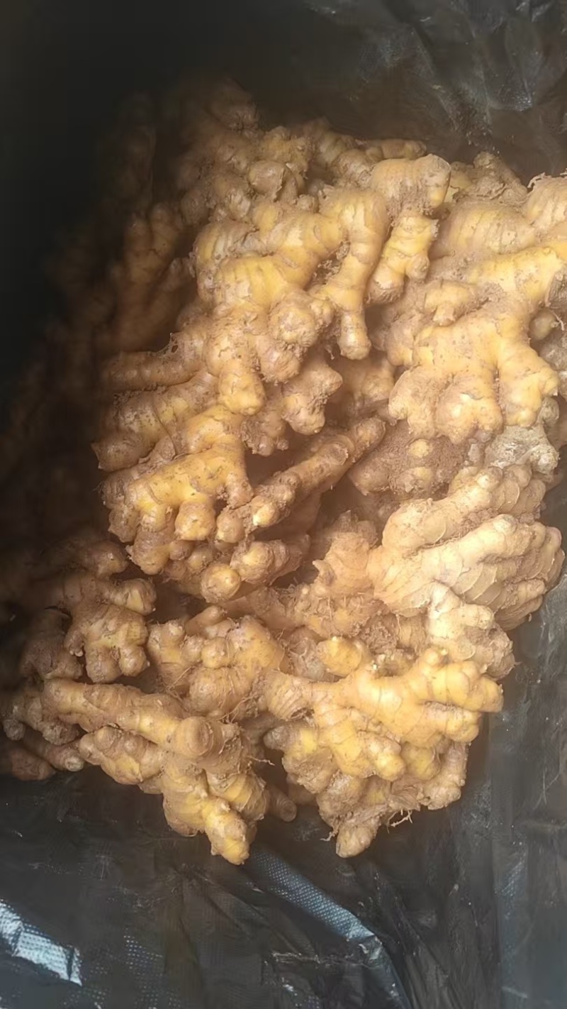 小黄姜云南小黄姜鲜姜，无仔姜，不做仔姜，可做水洗姜、水洗