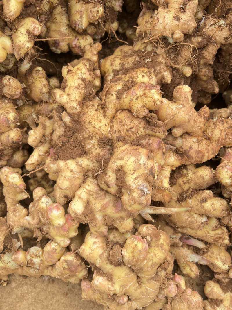 小黄姜云南小黄姜鲜姜，无仔姜，不做仔姜，可做水洗姜、水洗