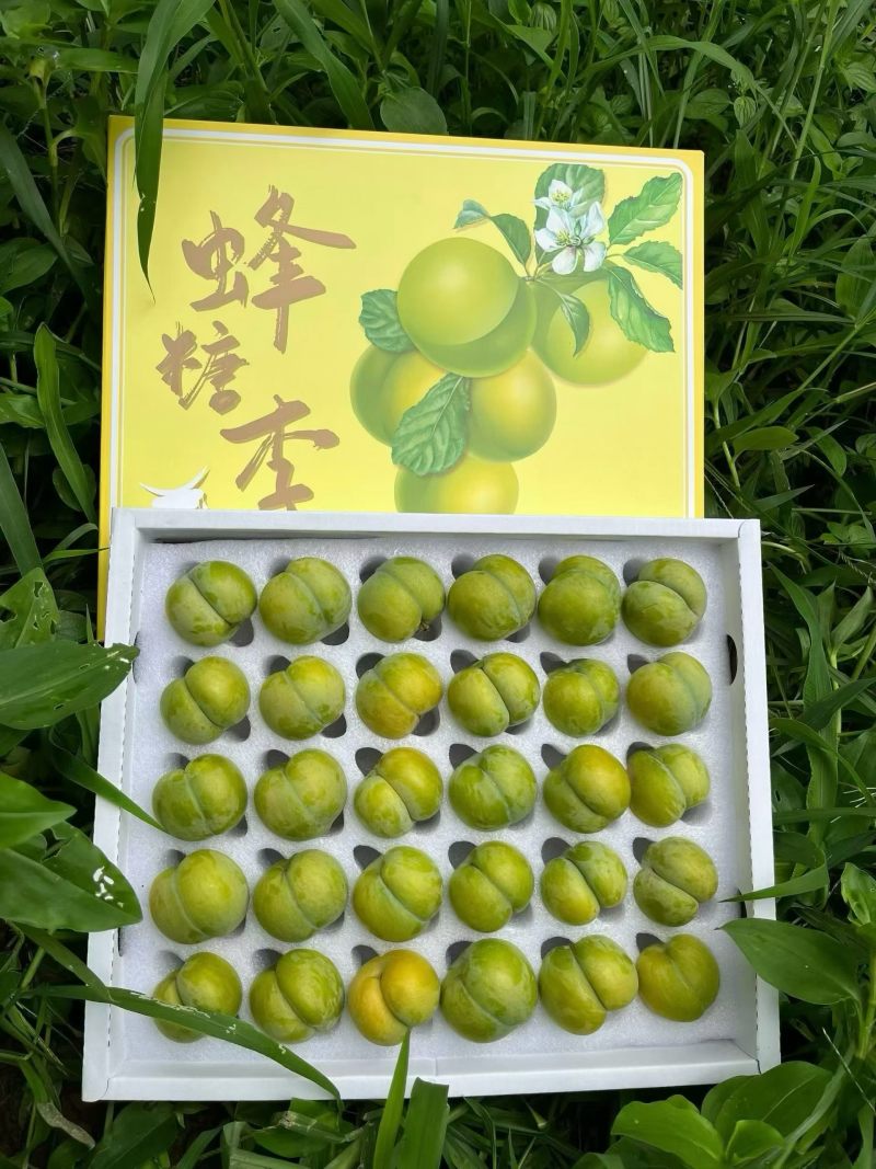 蜂糖李小果8元/斤,中果20元/斤,大果35元/斤,支持