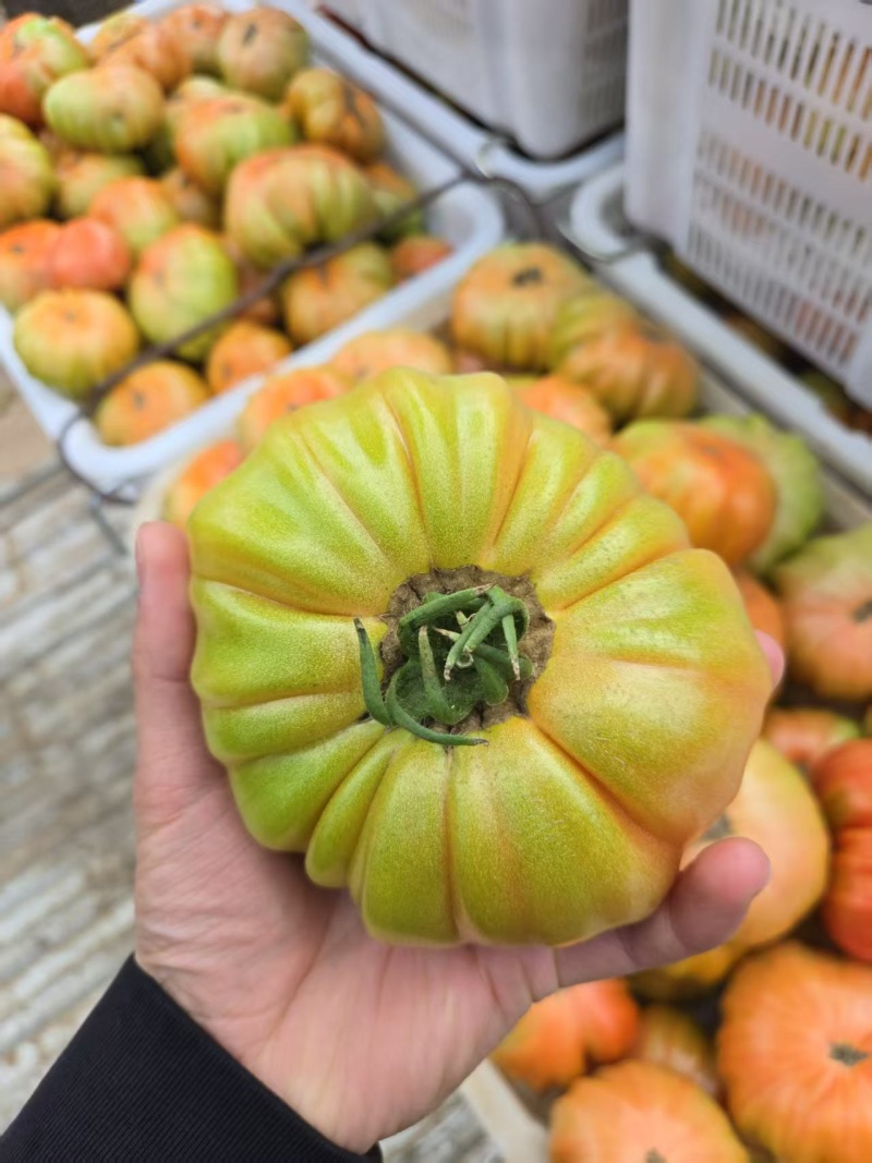 西红柿1840马蹄番茄