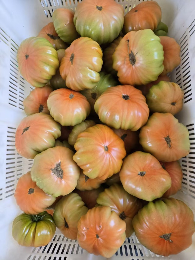 西红柿1840马蹄番茄