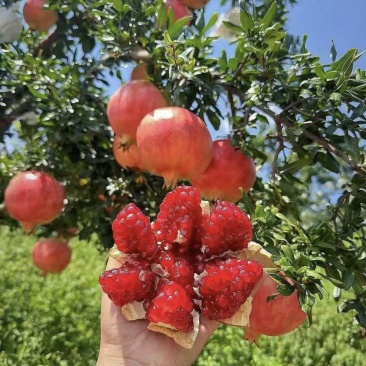 突尼斯软籽石榴大果/中果