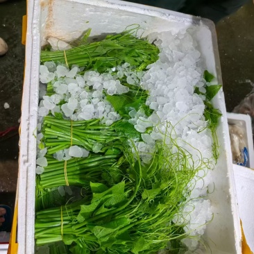 龙须菜