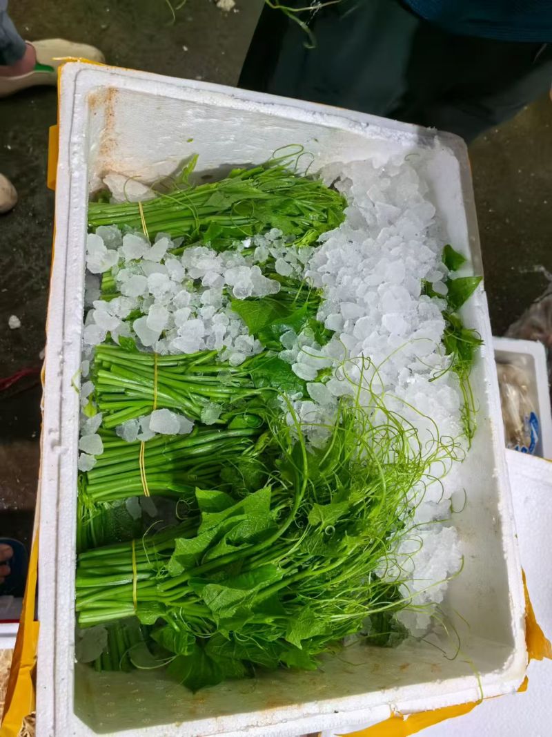 龙须菜