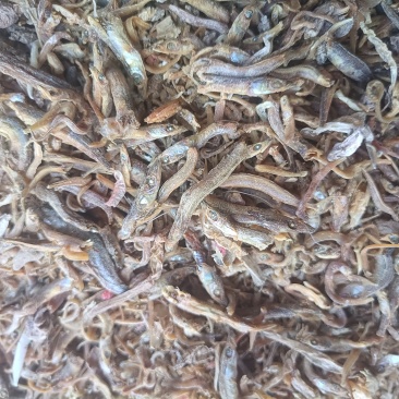 鱼干鱼干