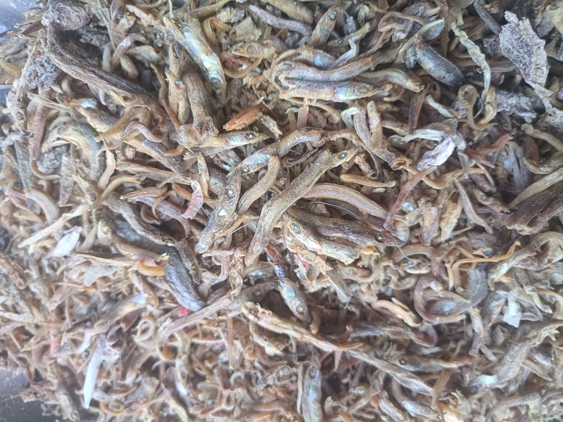 鱼干鱼干