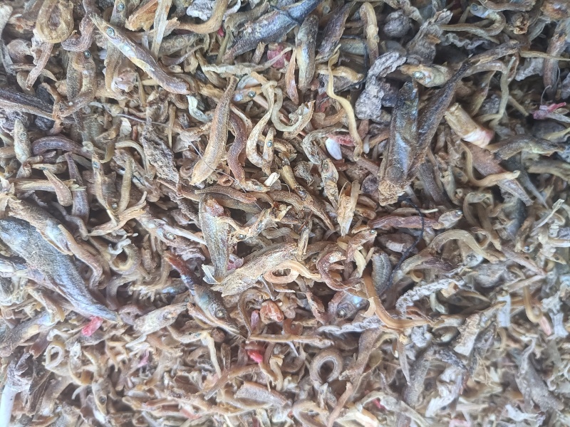 鱼干鱼干
