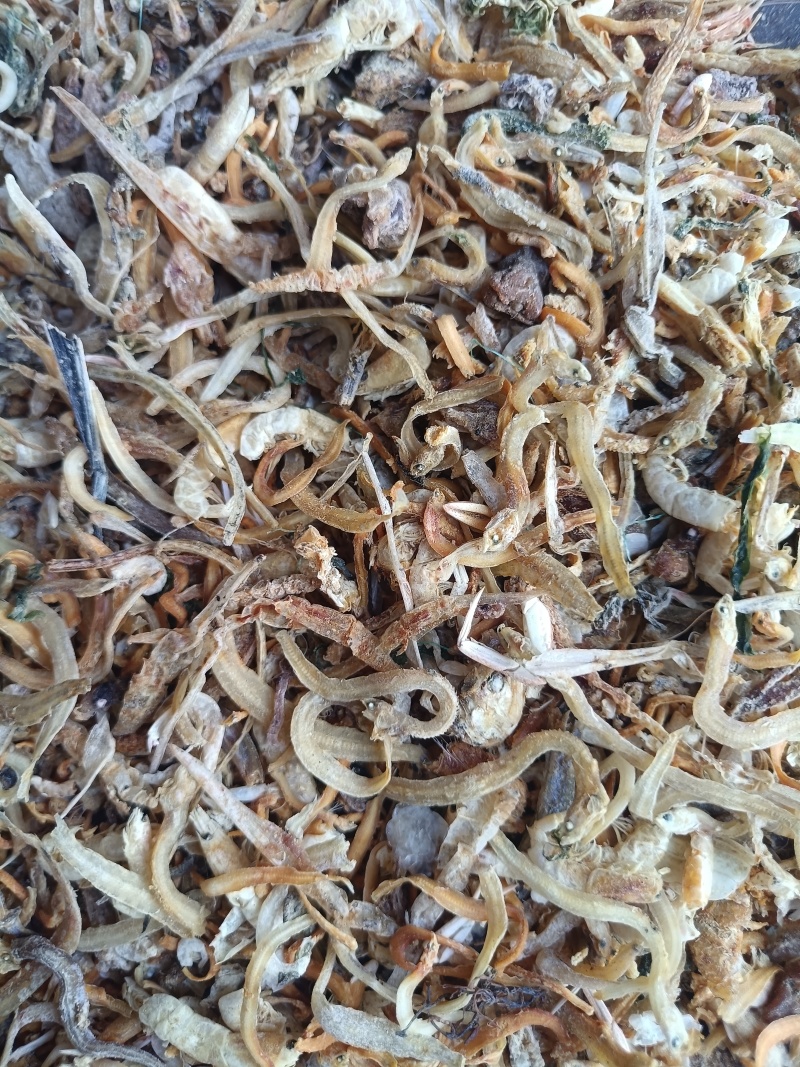 鱼干鱼干