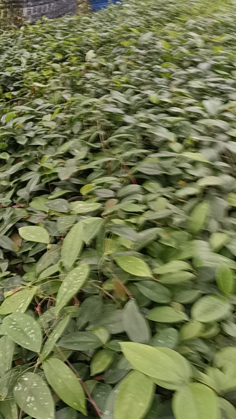 土茯苓苗一年以上苗