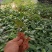 土茯苓苗一年以上苗