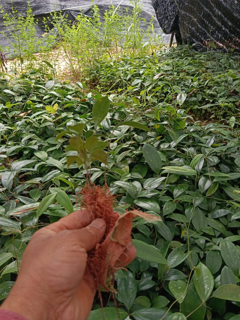 土茯苓苗一年以上苗