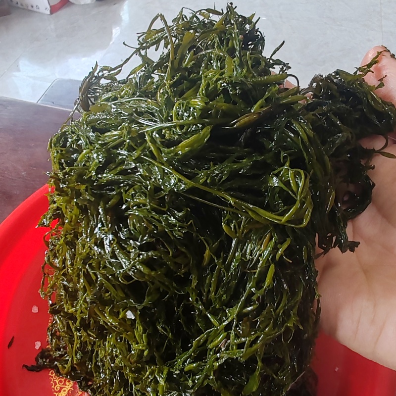 腌制鞭炮笋腌制野生鞭炮笋
