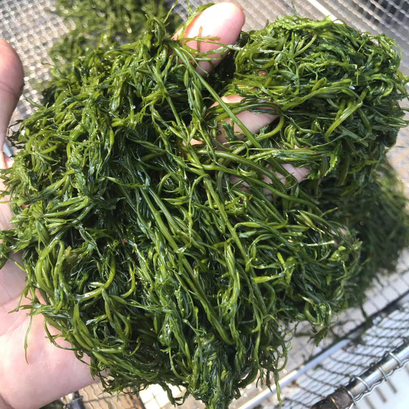 腌制鞭炮笋腌制野生鞭炮笋