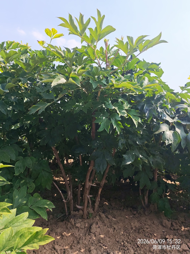 牡丹大苗28元/棵；牡丹树160元/棵起步。