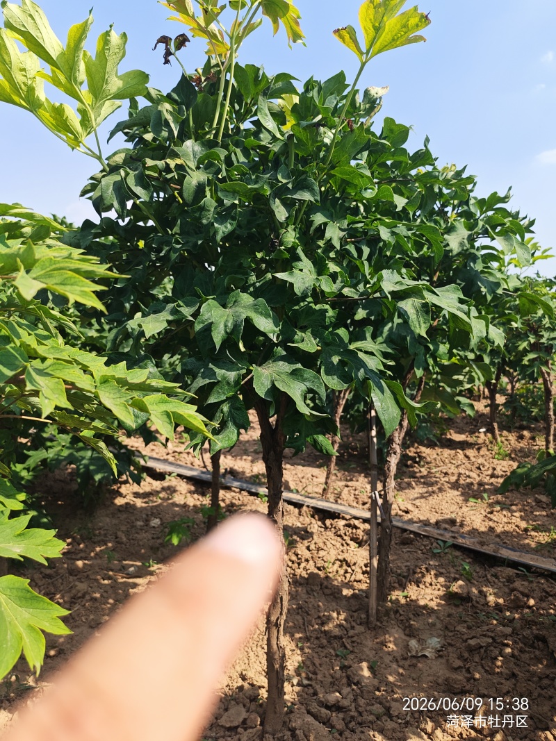 牡丹大苗28元/棵；牡丹树160元/棵起步。