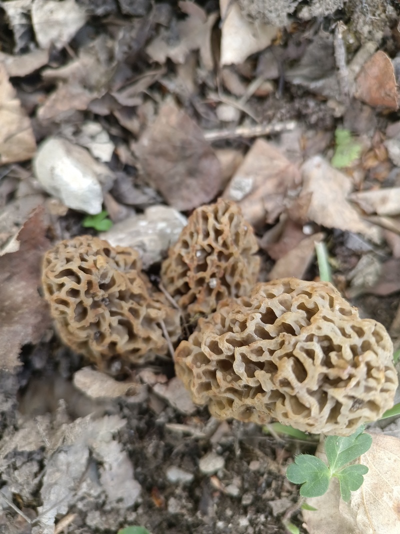 野生菌干货