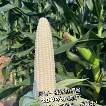 糯玉米燕窝雪糯玉米，5分甜5分糯黄金比例，会爆浆，糖度1