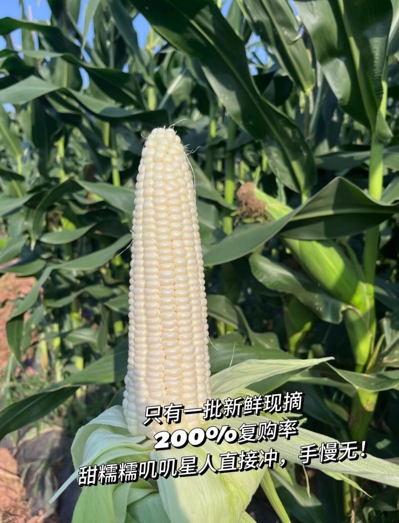 糯玉米燕窝雪糯玉米，5分甜5分糯黄金比例，会爆浆，糖度1