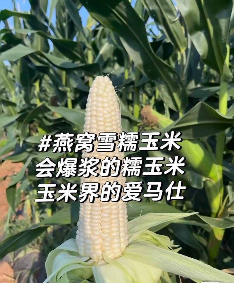 糯玉米燕窝雪糯玉米，5分甜5分糯黄金比例，会爆浆，糖度1
