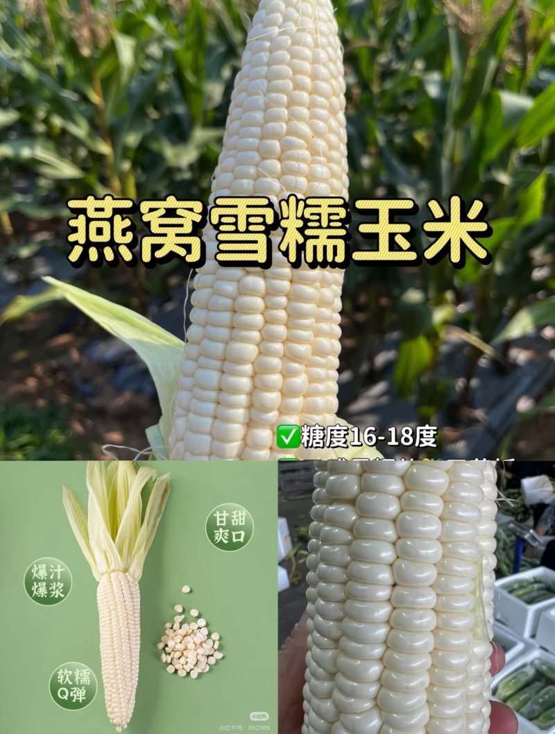 糯玉米燕窝雪糯玉米，5分甜5分糯黄金比例，会爆浆，糖度1