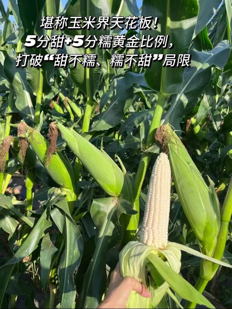 糯玉米燕窝雪糯玉米，5分甜5分糯黄金比例，会爆浆，糖度1