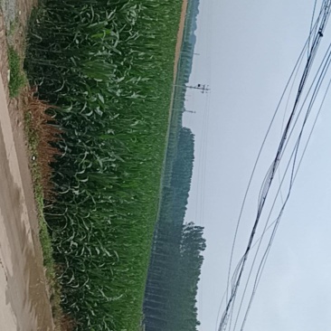 玉米鲜玉米棒，单根500克以上，带皮出售