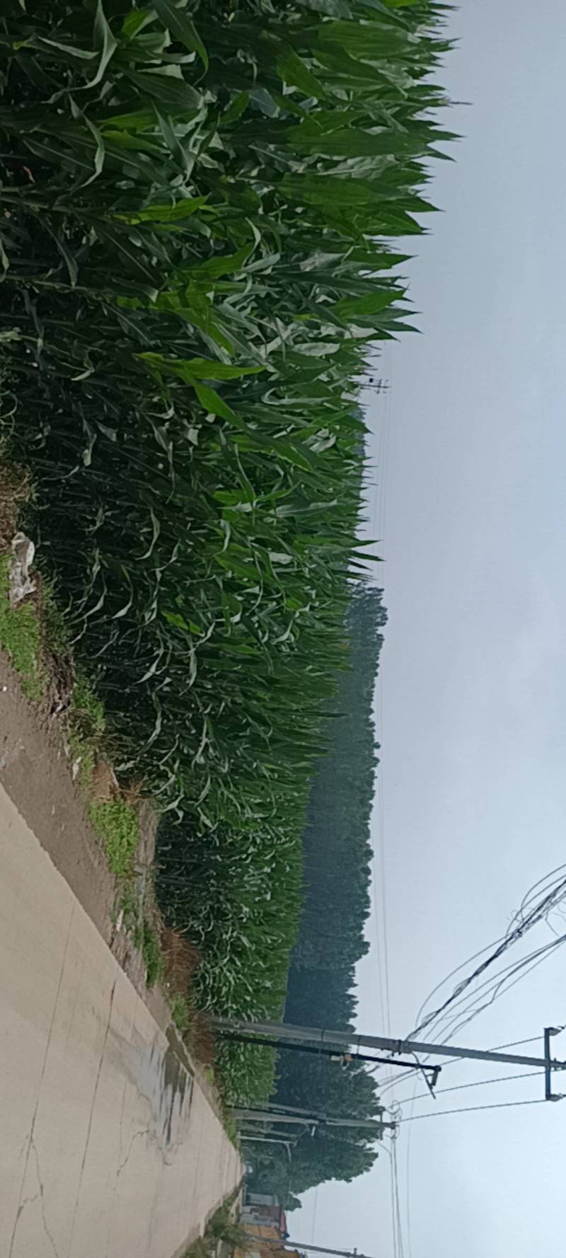 玉米鲜玉米棒，单根500克以上，带皮出售