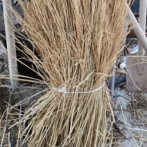 稻草治沙工程、酒厂、养殖场用稻草
