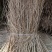 稻草治沙工程、酒厂、养殖场用稻草