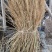 稻草治沙工程、酒厂、养殖场用稻草