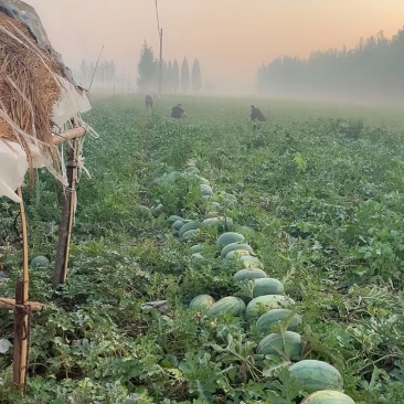 龙卷风中国龙,单瓜10-20斤,足量好看口感好