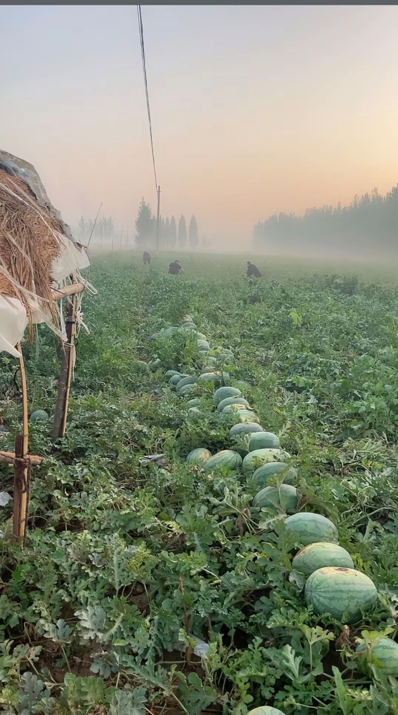 龙卷风中国龙,单瓜10-20斤,足量好看口感好