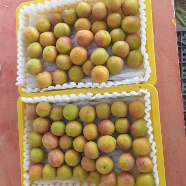 吊干杏一级果