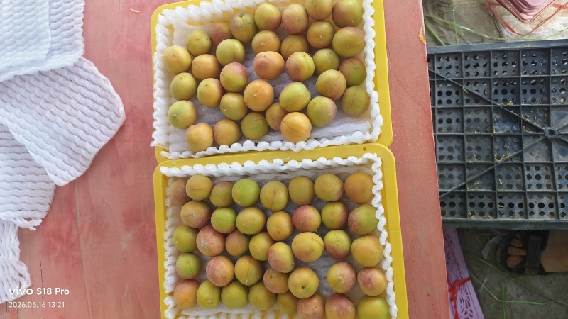 吊干杏一级果