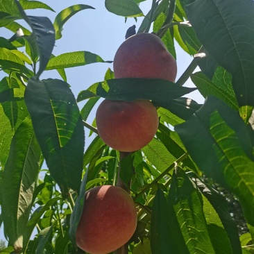 红油桃大量供应