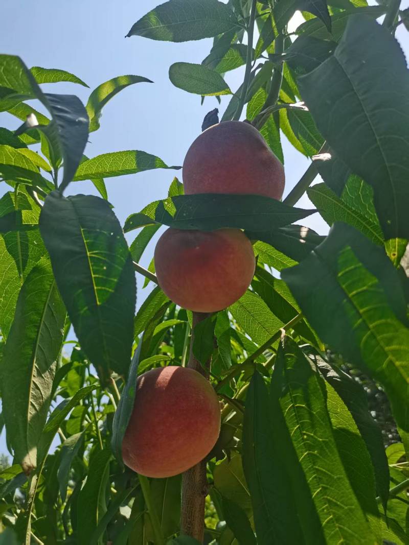 红油桃大量供应