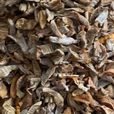 玉兰片两寸到七寸以下，全干货