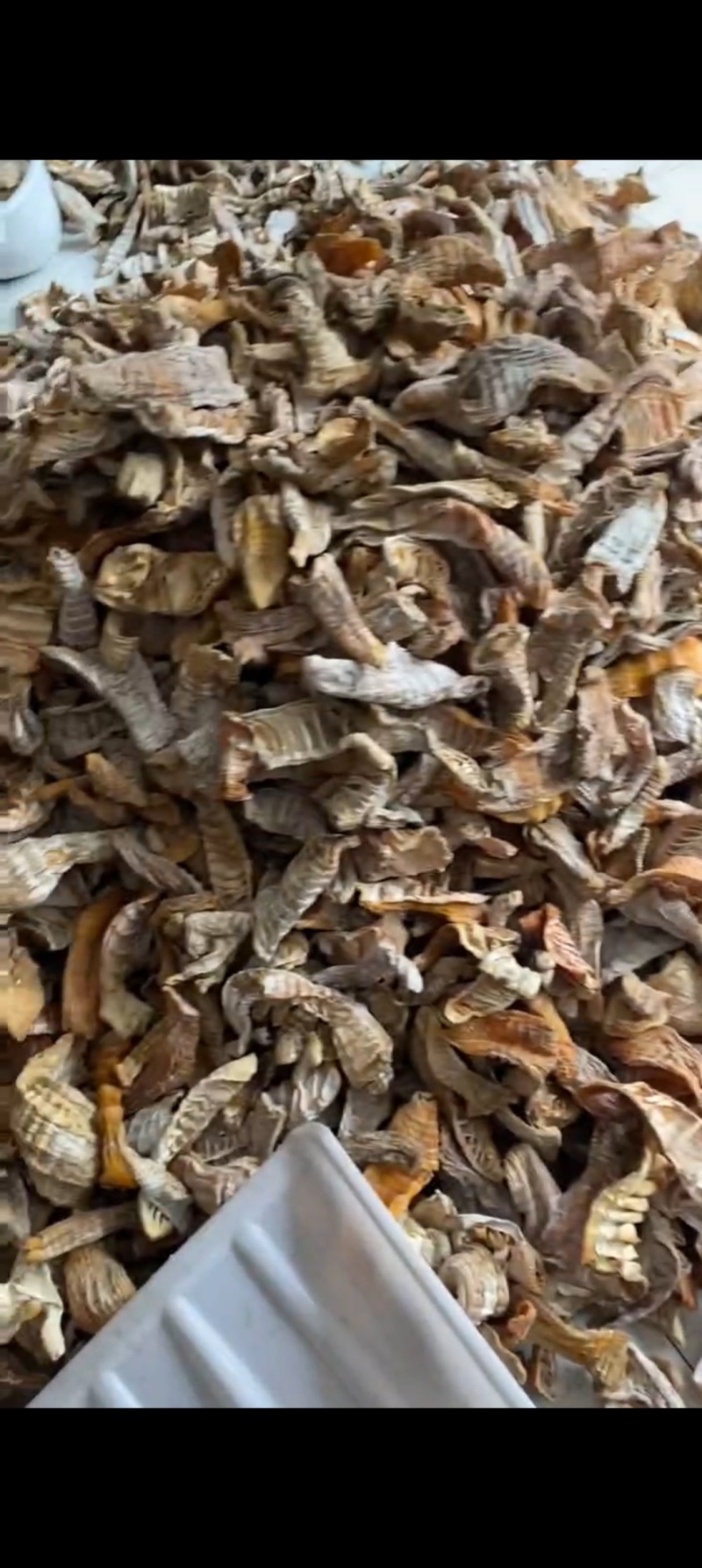 玉兰片两寸到七寸以下，全干货