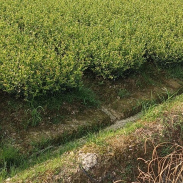 油茶苗100克-500克，2年苗，50公分以上