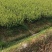 油茶苗100克-500克，2年苗，50公分以上