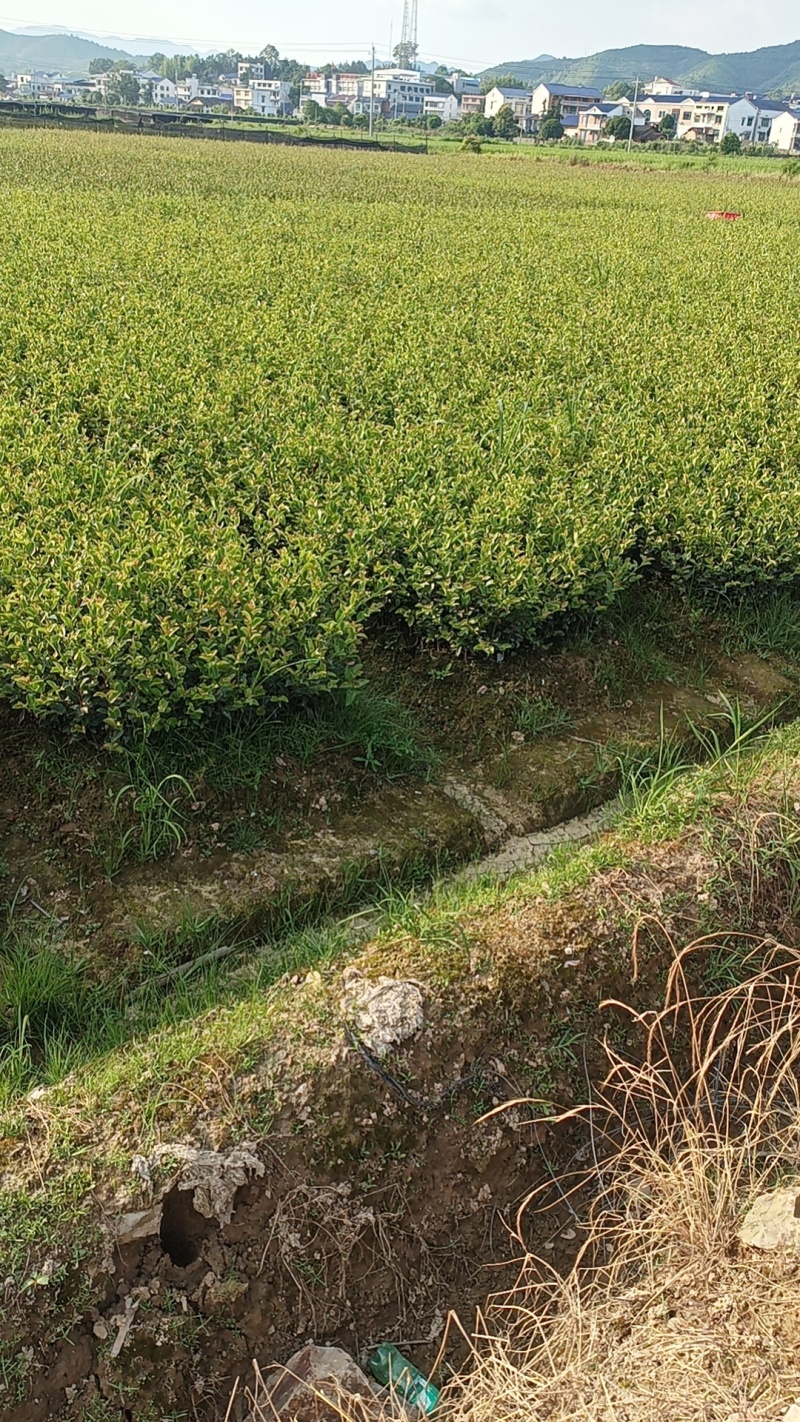 油茶苗100克-500克，2年苗，50公分以上