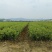 油茶苗100克-500克，2年苗，50公分以上