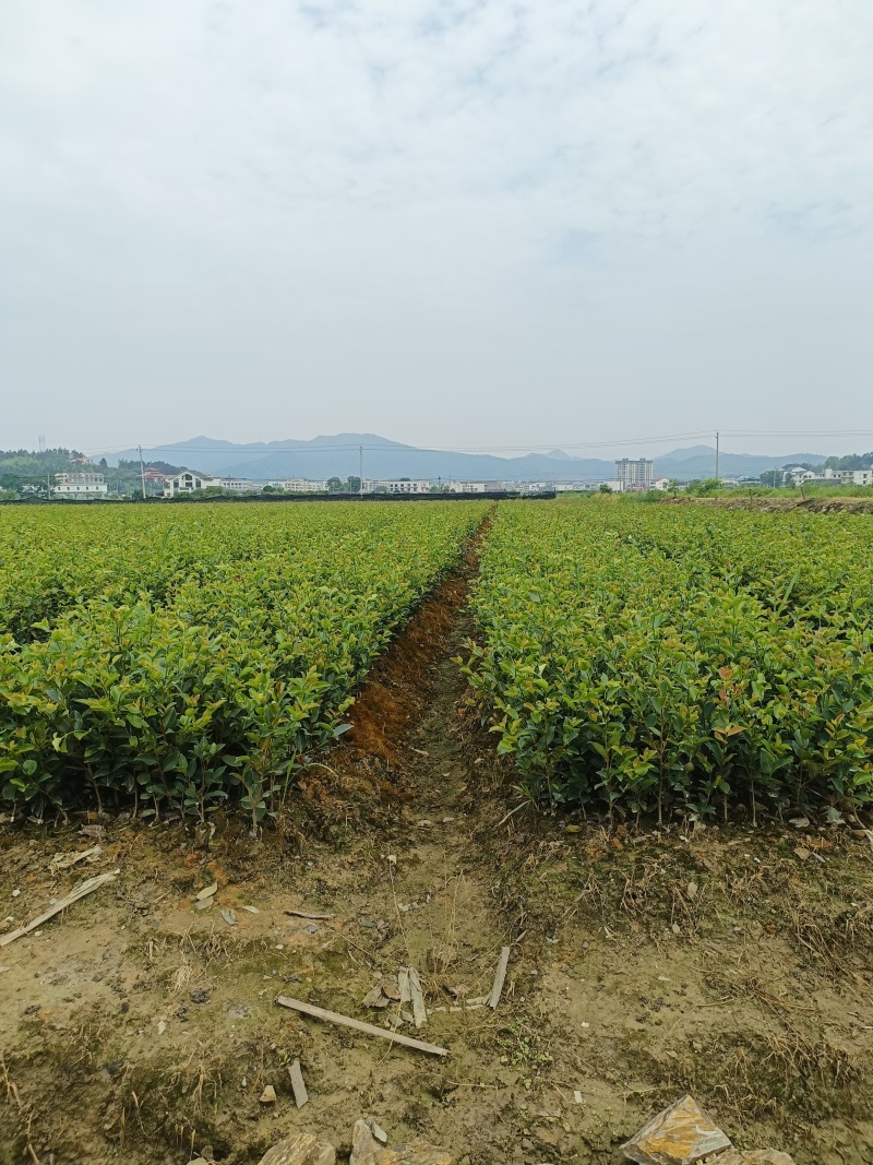 油茶苗100克-500克，2年苗，50公分以上